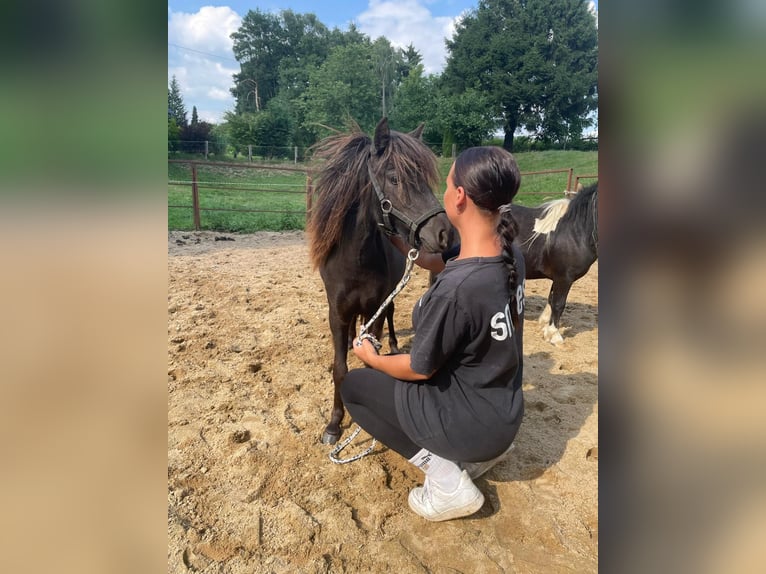 Shetland Ponys Stute 2 Jahre 95 cm Schecke in Mettmann
