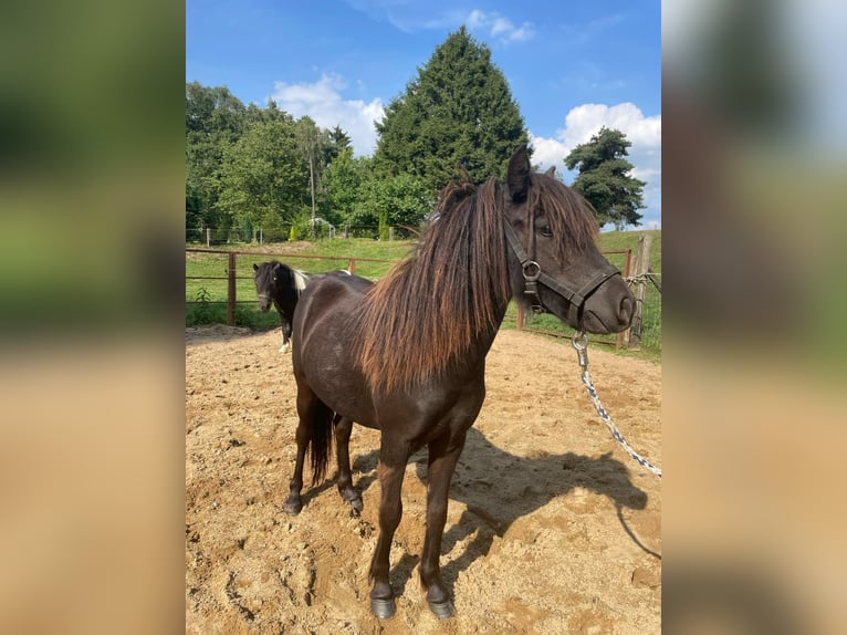 Shetland Ponys Stute 2 Jahre 95 cm Schecke in Mettmann