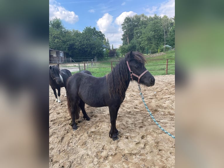 Shetland Ponys Stute 2 Jahre 95 cm Schecke in Mettmann