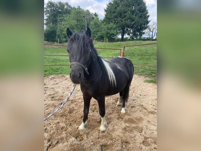Shetland Ponys Stute 2 Jahre 95 cm Schecke in Mettmann