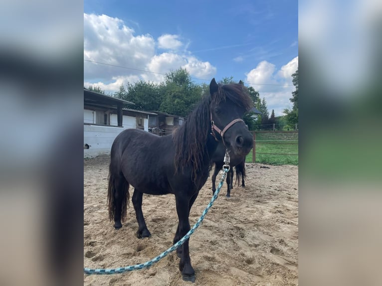 Shetland Ponys Stute 2 Jahre 95 cm Schecke in Mettmann