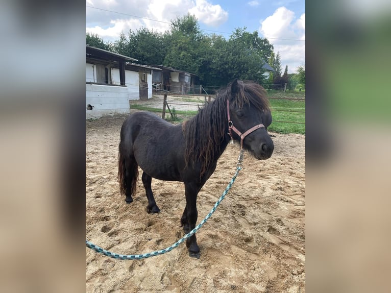 Shetland Ponys Stute 2 Jahre 95 cm Schecke in Mettmann