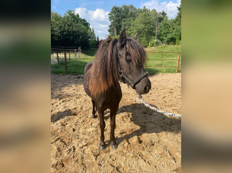 Shetland Ponys Stute 2 Jahre 95 cm Schecke in Mettmann