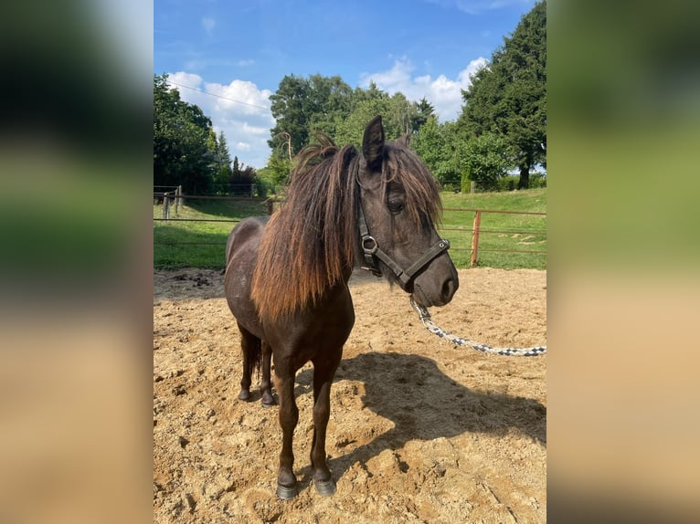 Shetland Ponys Stute 2 Jahre 95 cm Schecke in Mettmann