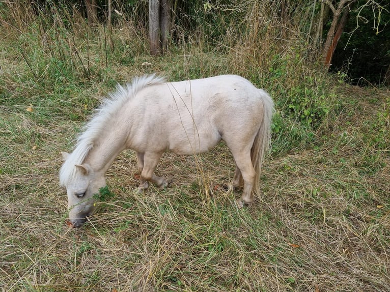 Shetland Ponys Stute 2 Jahre Palomino in Eisenach