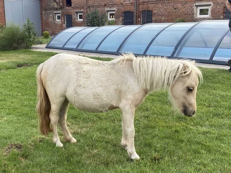Shetland Ponys Stute 2 Jahre Schecke in Rhinow