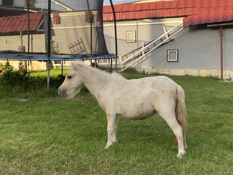 Shetland Ponys Stute 2 Jahre Schecke in Rhinow
