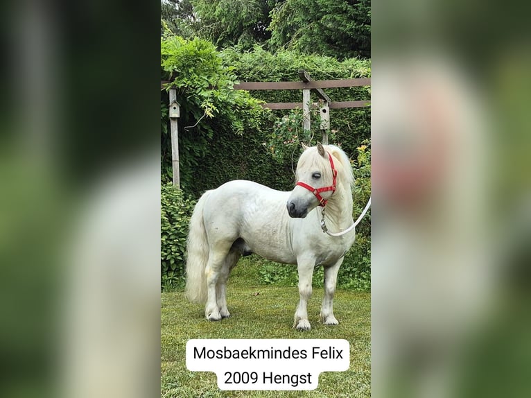 Shetland Ponys Stute 2 Jahre White in Veghel