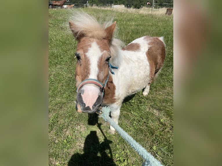 Shetland Ponys Stute 30 Jahre 80 cm Schecke in MettlachWehingen Shetland Ponys Stute 30 Jahre 80 cm Schecke in MettlachWehingen