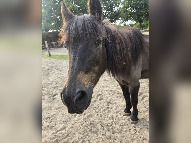 Shetland Ponys Mix Stute 32 Jahre 113 cm Brauner in Raesfeld Shetland Ponys Mix Stute 32 Jahre 113 cm Brauner in Raesfeld