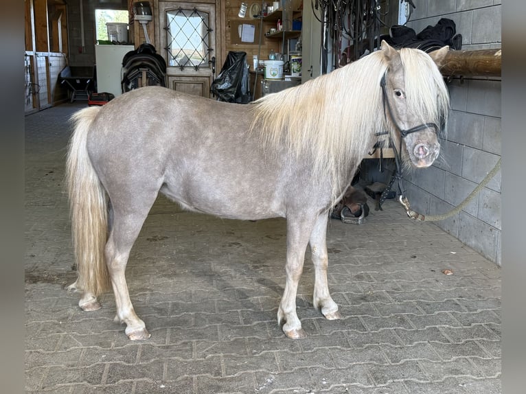 Shetland Ponys Stute 3 Jahre 100 cm Champagne in Daleiden