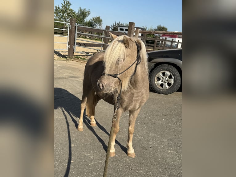 Shetland Ponys Stute 3 Jahre 100 cm Champagne in Daleiden