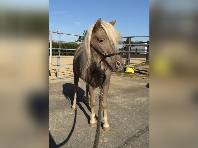 Shetland Ponys Stute 3 Jahre 100 cm Champagne in Daleiden