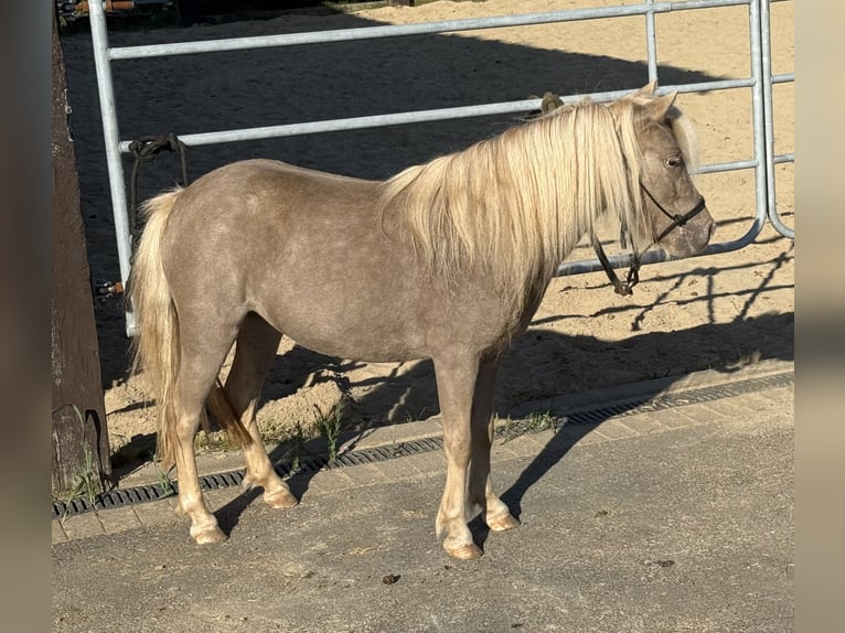 Shetland Ponys Stute 3 Jahre 100 cm Champagne in Daleiden