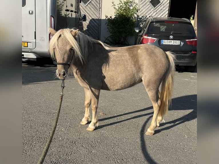 Shetland Ponys Stute 3 Jahre 100 cm Champagne in Daleiden