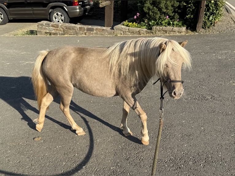 Shetland Ponys Stute 3 Jahre 100 cm Champagne in Daleiden
