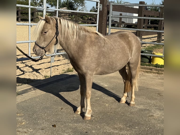 Shetland Ponys Stute 3 Jahre 100 cm Champagne in Daleiden