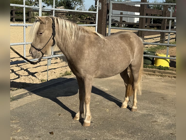 Shetland Ponys Stute 3 Jahre 100 cm Champagne in Daleiden