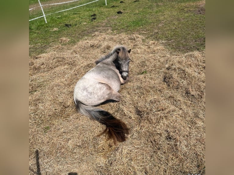 Shetland Ponys Mix Stute 3 Jahre 100 cm Kann Schimmel werden in Haren