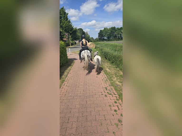 Shetland Ponys Mix Stute 3 Jahre 100 cm Kann Schimmel werden in Haren