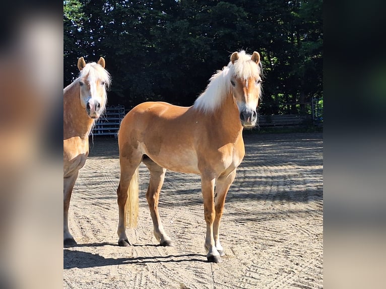 Shetland Ponys Stute 3 Jahre 100 cm Schecke in Argenbühl
