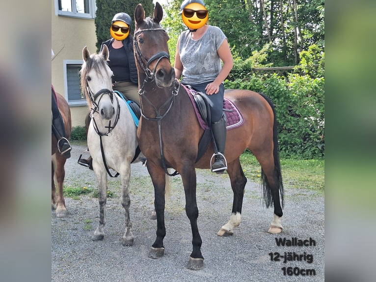 Shetland Ponys Stute 3 Jahre 100 cm Schecke in Argenbühl