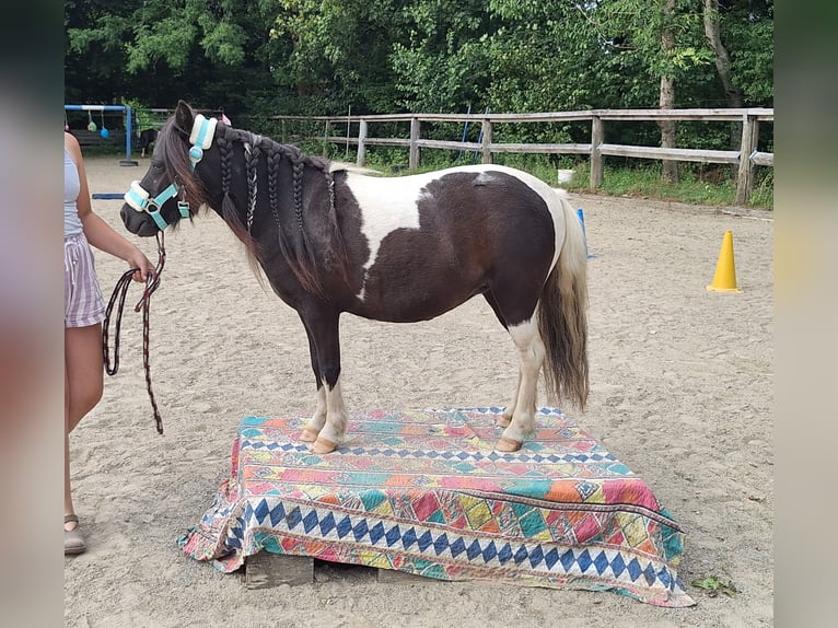 Shetland Ponys Stute 3 Jahre 100 cm Schecke in Argenbühl
