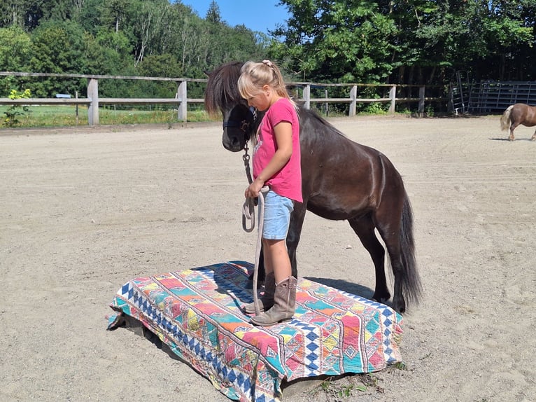 Shetland Ponys Stute 3 Jahre 100 cm Schecke in Argenbühl