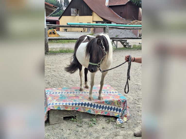 Shetland Ponys Stute 3 Jahre 100 cm Schecke in Argenbühl