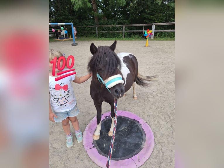 Shetland Ponys Stute 3 Jahre 100 cm Schecke in Argenbühl