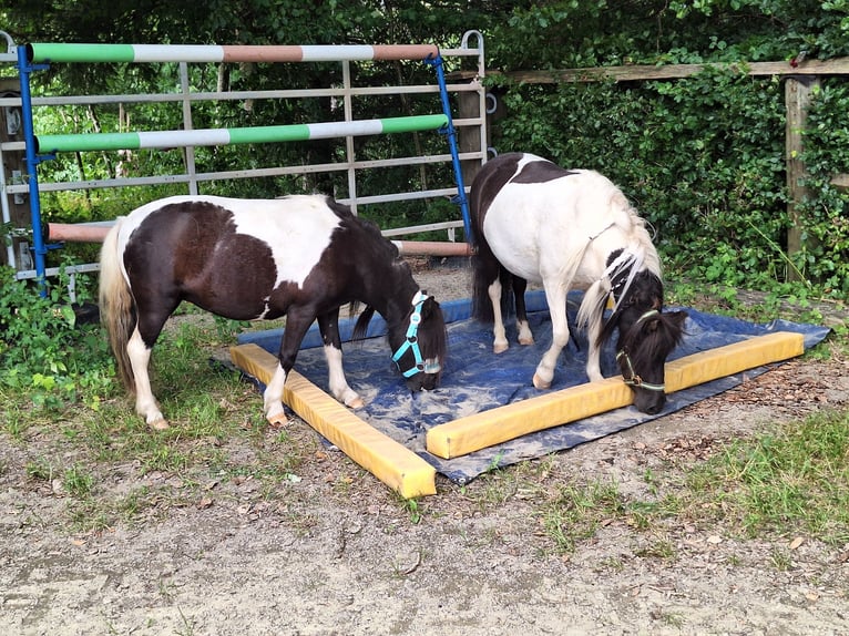 Shetland Ponys Stute 3 Jahre 100 cm Schecke in Argenbühl