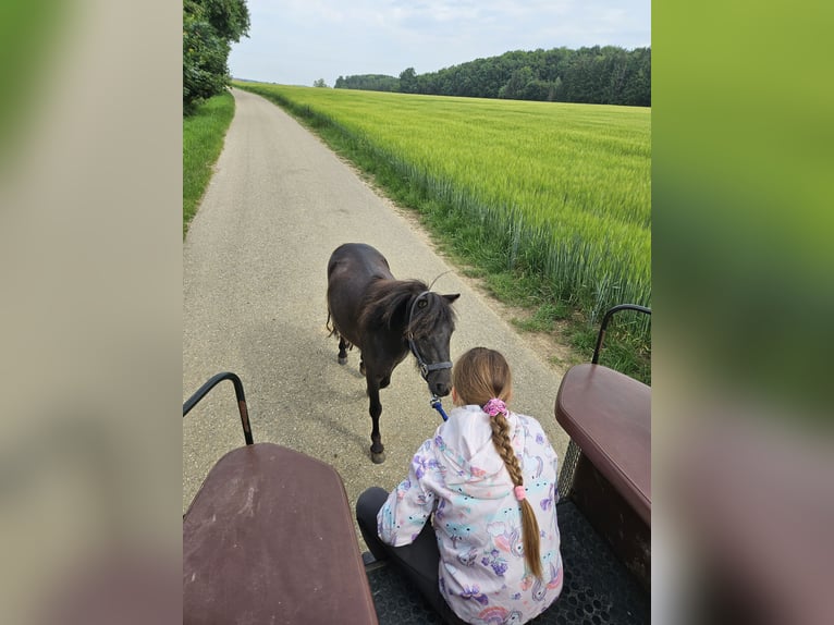 Shetland Ponys Stute 3 Jahre 100 cm Schwarzbrauner in Nellingen