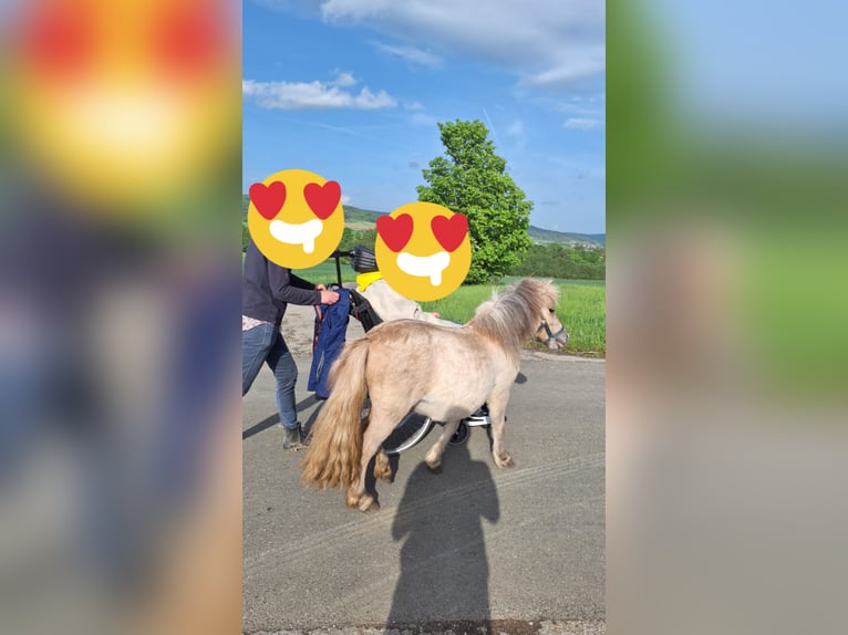 Shetland Ponys Stute 3 Jahre 103 cm Falbe in Baiersdorf