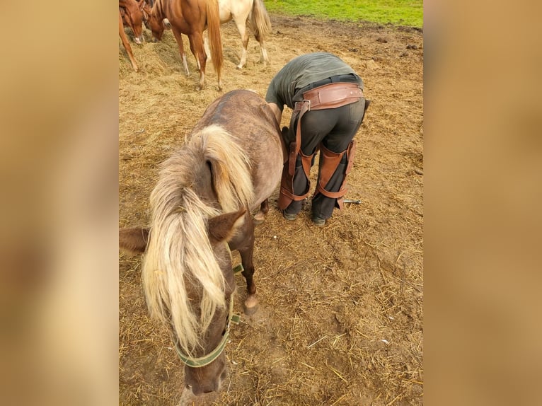 Shetland Ponys Stute 3 Jahre 103 cm Rappe in Rehburg-Loccum