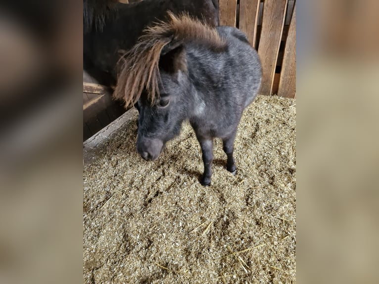 Shetland Ponys Stute 3 Jahre 105 cm Rappschimmel in Villingen-Schwenningen