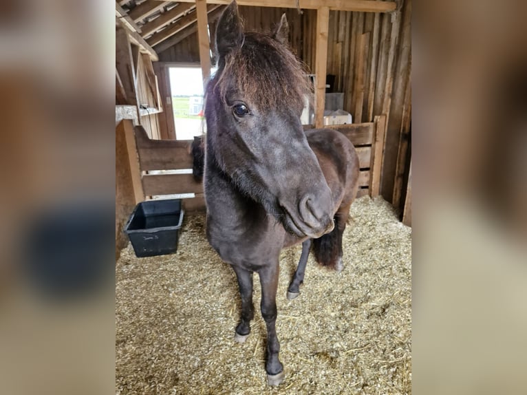 Shetland Ponys Stute 3 Jahre 105 cm Rappschimmel in Villingen-Schwenningen