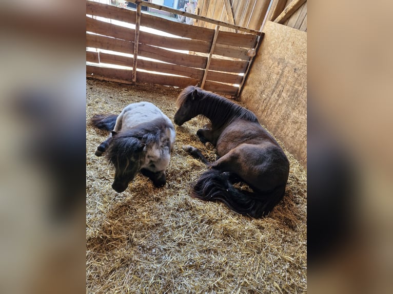 Shetland Ponys Stute 3 Jahre 105 cm Rappschimmel in Villingen-Schwenningen