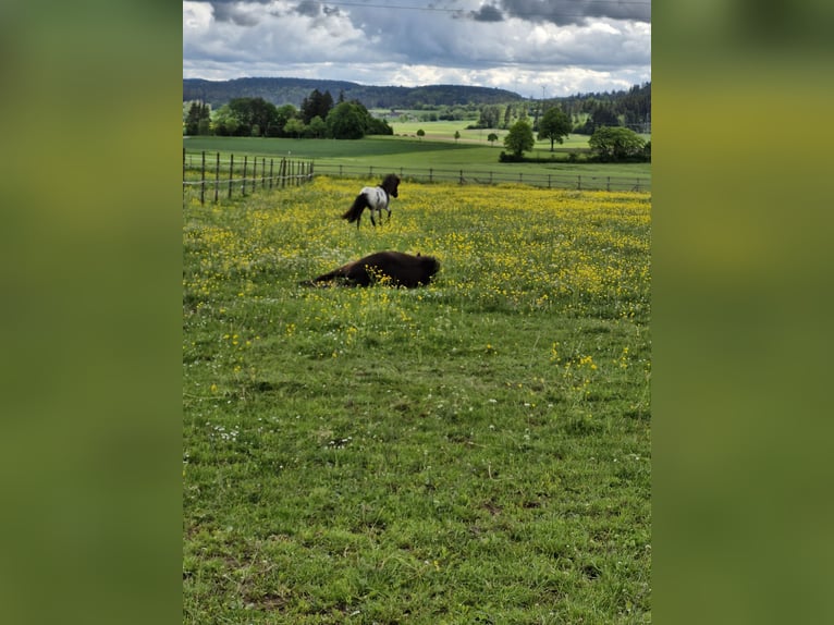 Shetland Ponys Stute 3 Jahre 105 cm Rappschimmel in Villingen-Schwenningen
