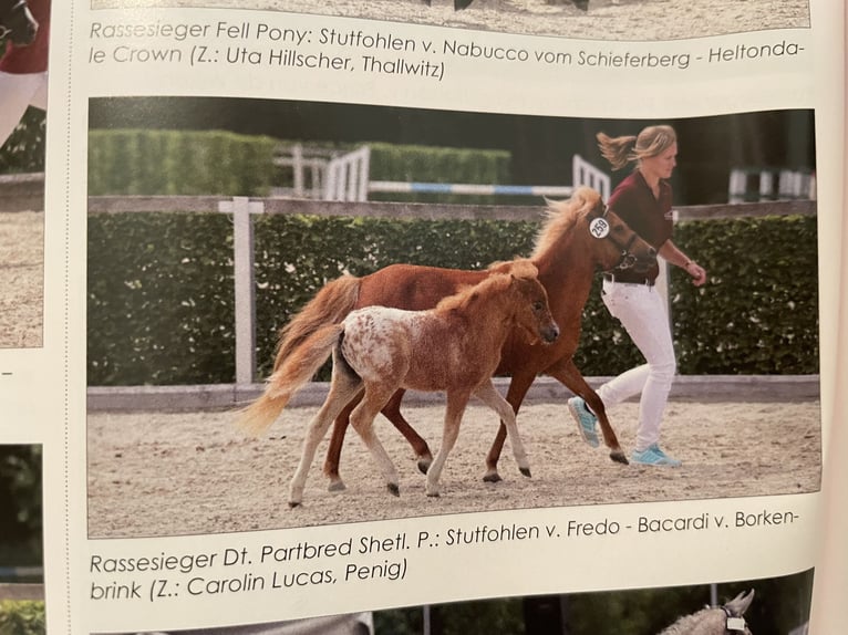 Shetland Ponys Stute 3 Jahre 105 cm Tigerschecke in Penig