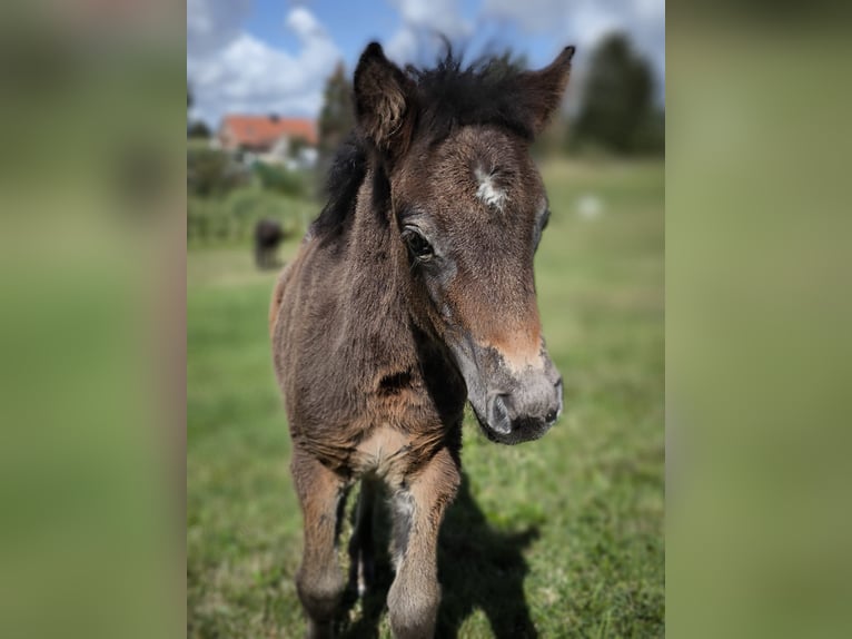 Shetland Ponys Stute 3 Jahre 108 cm Tigerschecke in Gadebusch