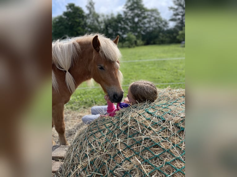 Shetland Ponys Stute 3 Jahre 110 cm Fuchs in Neuhaus