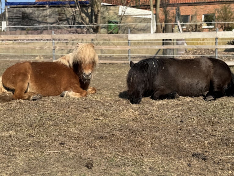 Shetland Ponys Stute 3 Jahre 110 cm Fuchs in Neuhaus