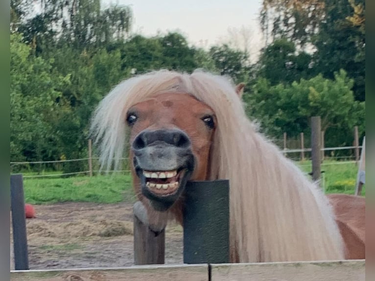 Shetland Ponys Stute 3 Jahre 110 cm Fuchs in Neuhaus