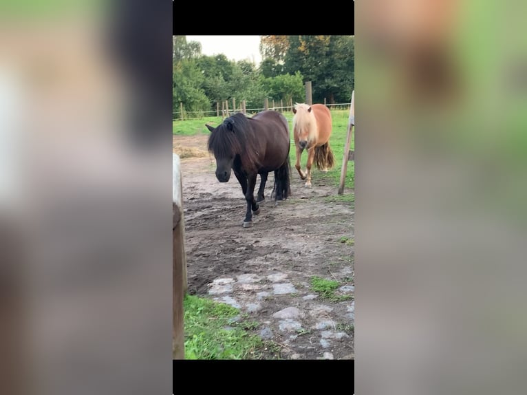 Shetland Ponys Stute 3 Jahre 110 cm Fuchs in Neuhaus