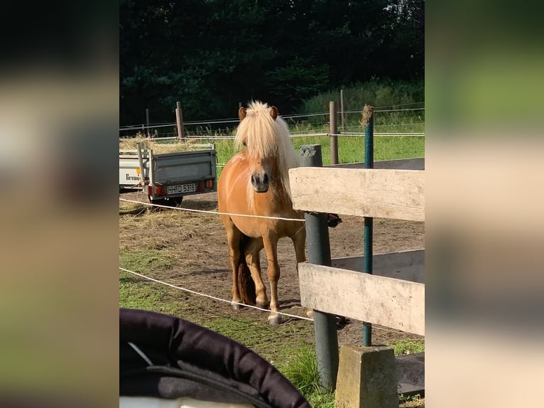 Shetland Ponys Stute 3 Jahre 110 cm Fuchs in Neuhaus