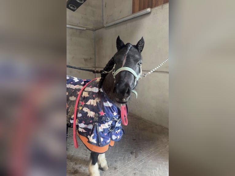 Shetland Ponys Stute 3 Jahre 110 cm Schecke in Schoondijke