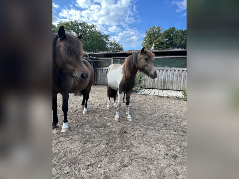 Shetland Ponys Stute 3 Jahre 112 cm Schecke in Oldendorf