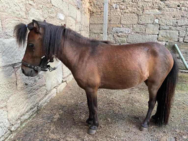 Shetland Ponys Stute 3 Jahre 78 cm Brauner in Kitzingen