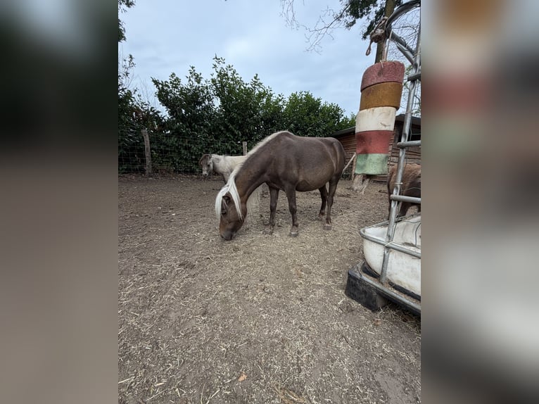 Shetland Ponys Stute 3 Jahre 92 cm Fuchs in Turnhout