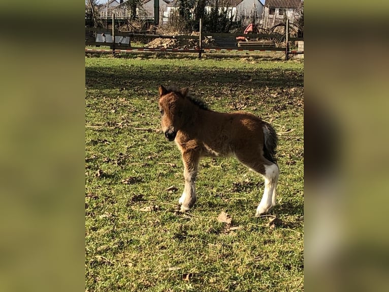 Shetland Ponys Stute 3 Jahre 93 cm Schecke in Meckenheim